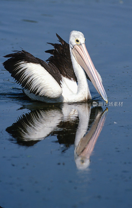 澳大利亚鹈鹕(Pelecanus illatus)是鹈鹕科的一种大型水鸟，广泛分布于澳大利亚的内陆和沿海水域。Pelecaniformes。北领地野生动物